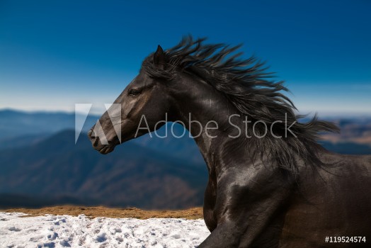 Bild på Black Horse portrait runs on the mountains and blue sky background